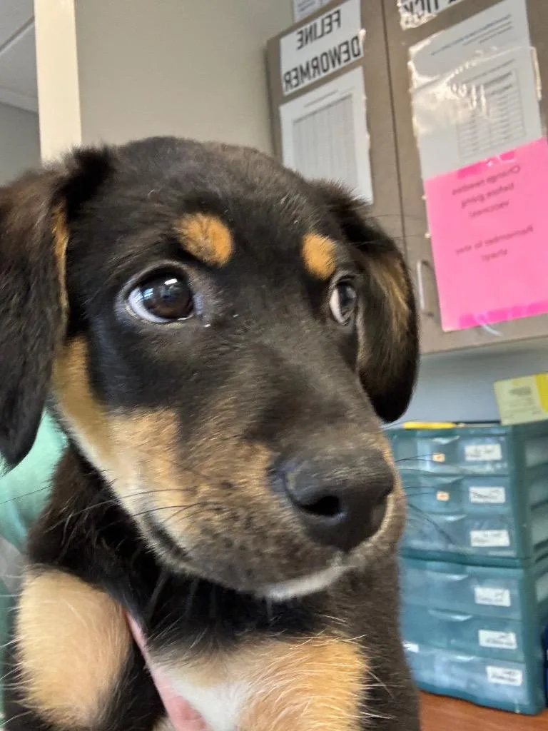 A baby medium-sized male Mixed Breed dog named Porkchop for adoption in Columbia, TN