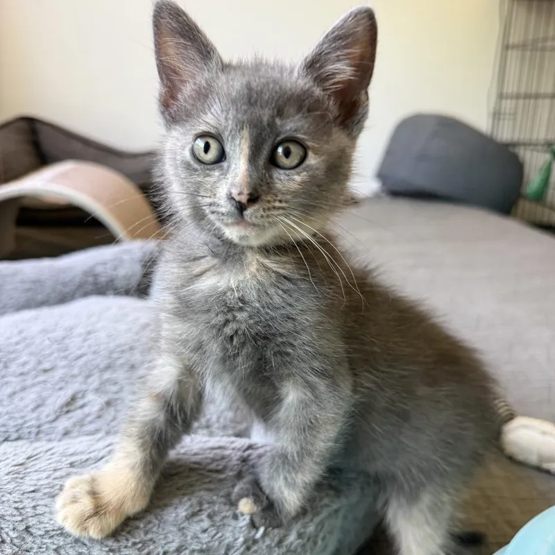 A baby small-sized female Gray / Blue / Silver Domestic Medium Hair cat named Rosa City of Industry for adoption in Chino Hills, CA