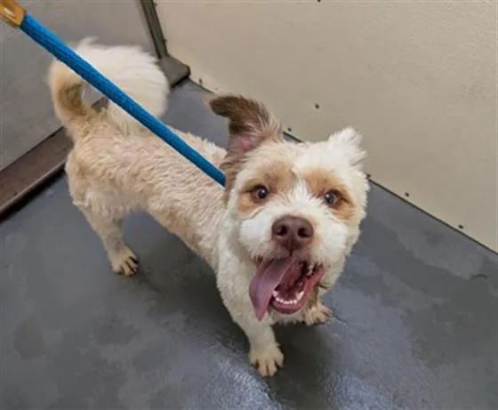 A young medium-sized female Poodle dog named Whipped Cream for adoption in Antioch, CA