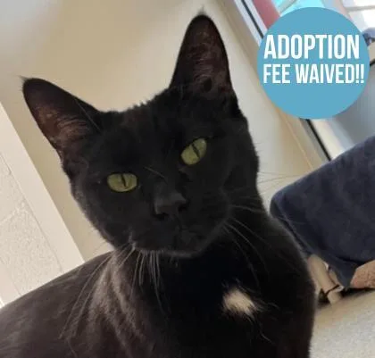 A young small-sized female Domestic Short Hair cat named Eleanor for adoption in Sacramento, CA