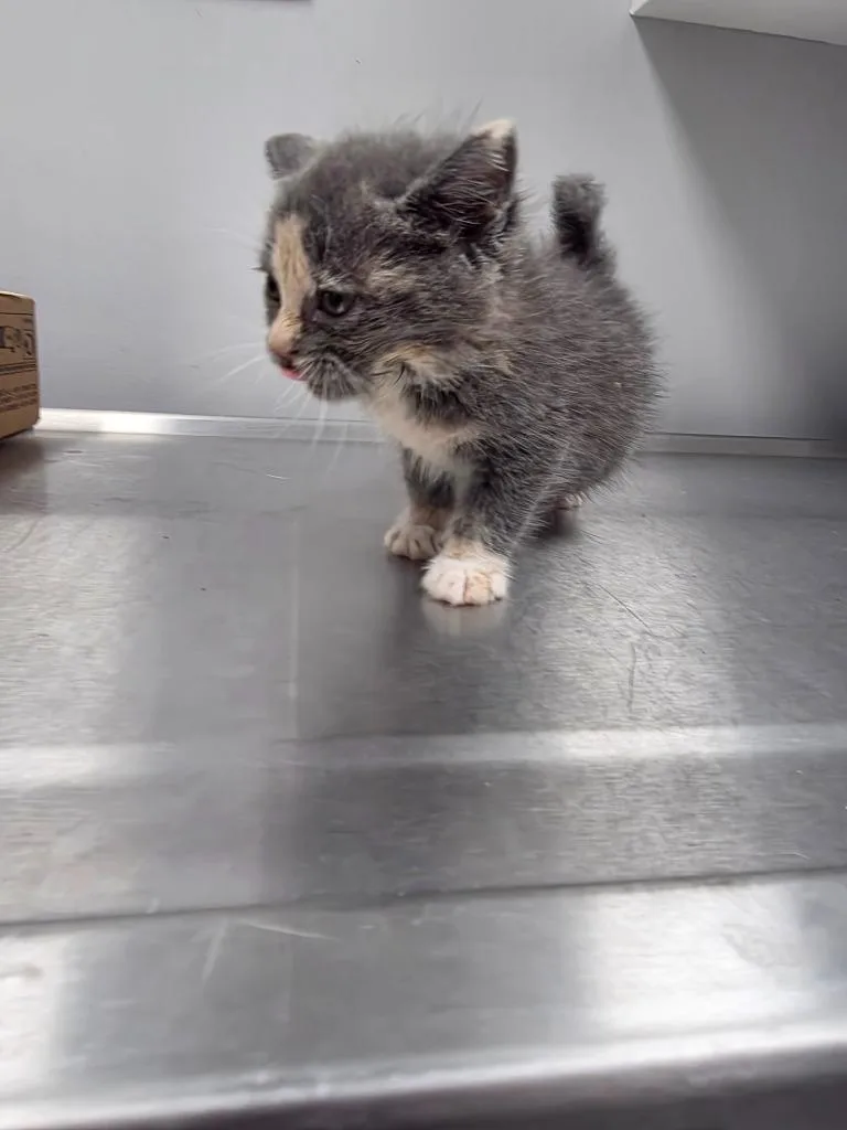 A baby small-sized female Domestic Short Hair cat named Ashe for adoption in Angola, IN