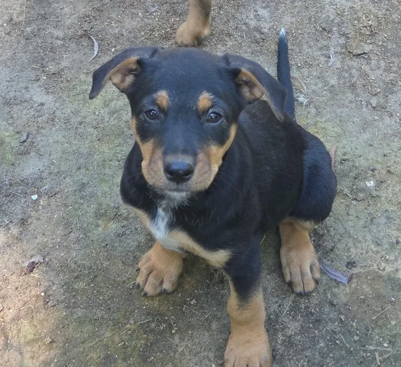 Frankie