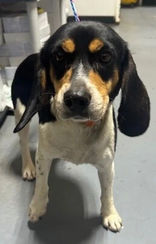 An adult medium-sized female Beagle dog named Penny for adoption in Dallas, GA