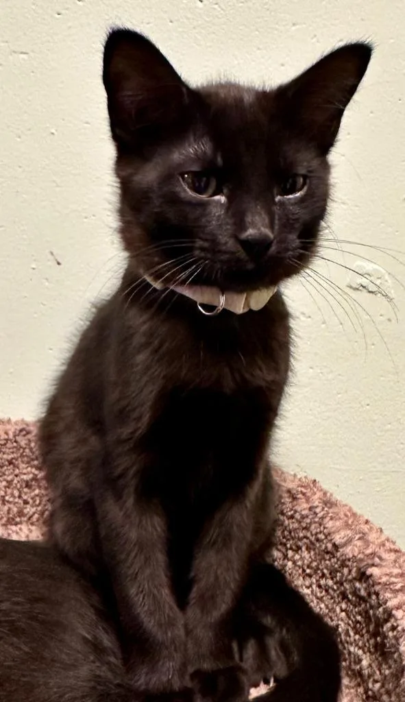 Jingle Bell thumbnail 2