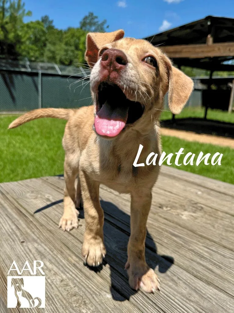 A baby medium-sized female Labrador Retriever dog named Lantana for adoption in Magnolia, TX