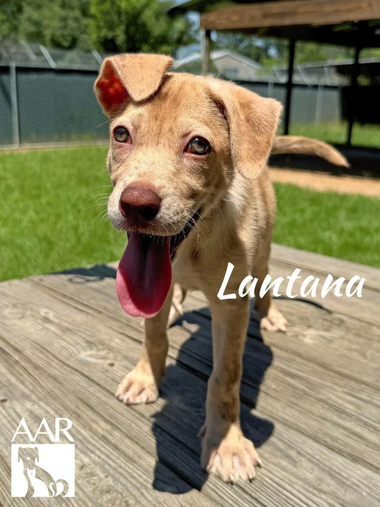 Lantana thumbnail 2