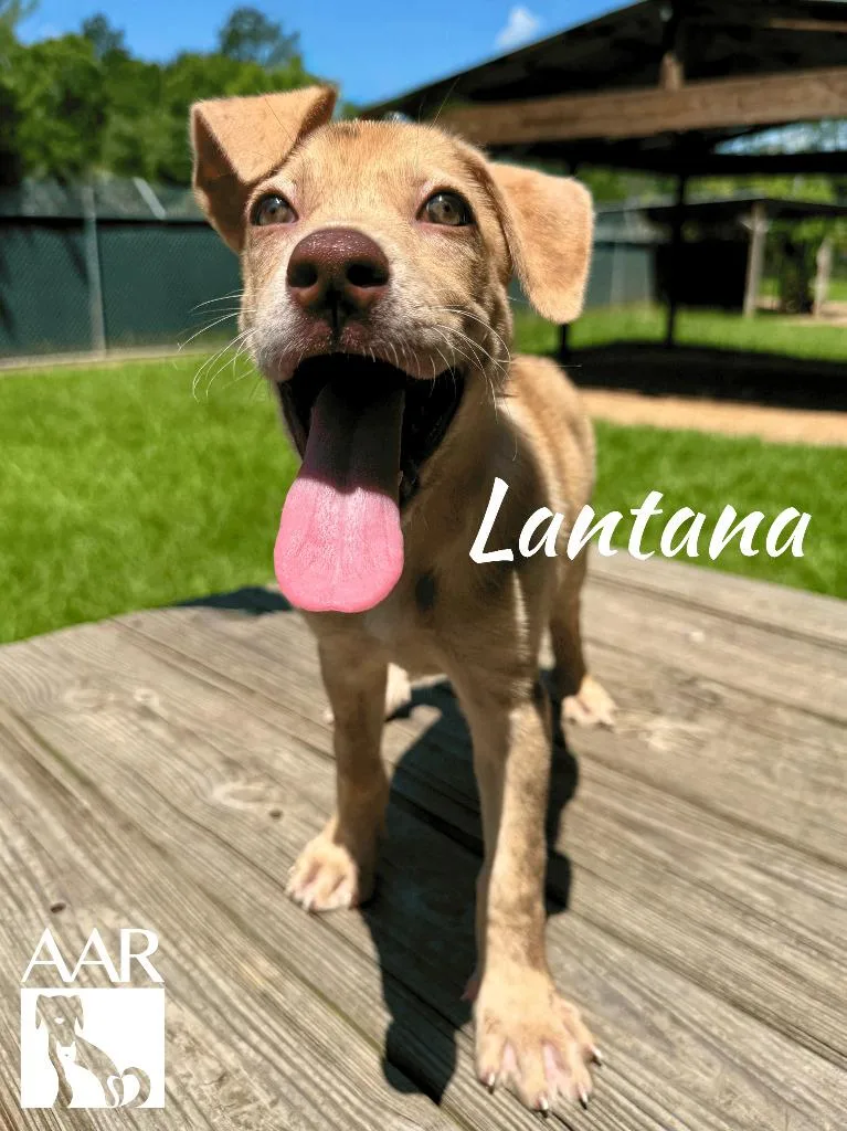 Lantana thumbnail 3