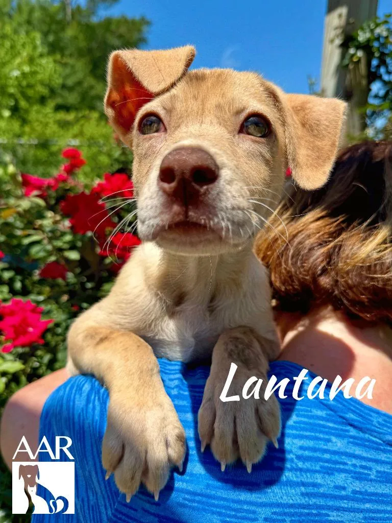 Lantana thumbnail 4