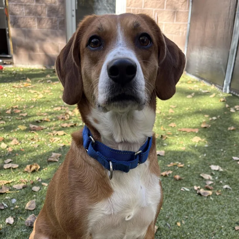 An adult medium-sized female Beagle dog named Charly for adoption in South Burlington, VT
