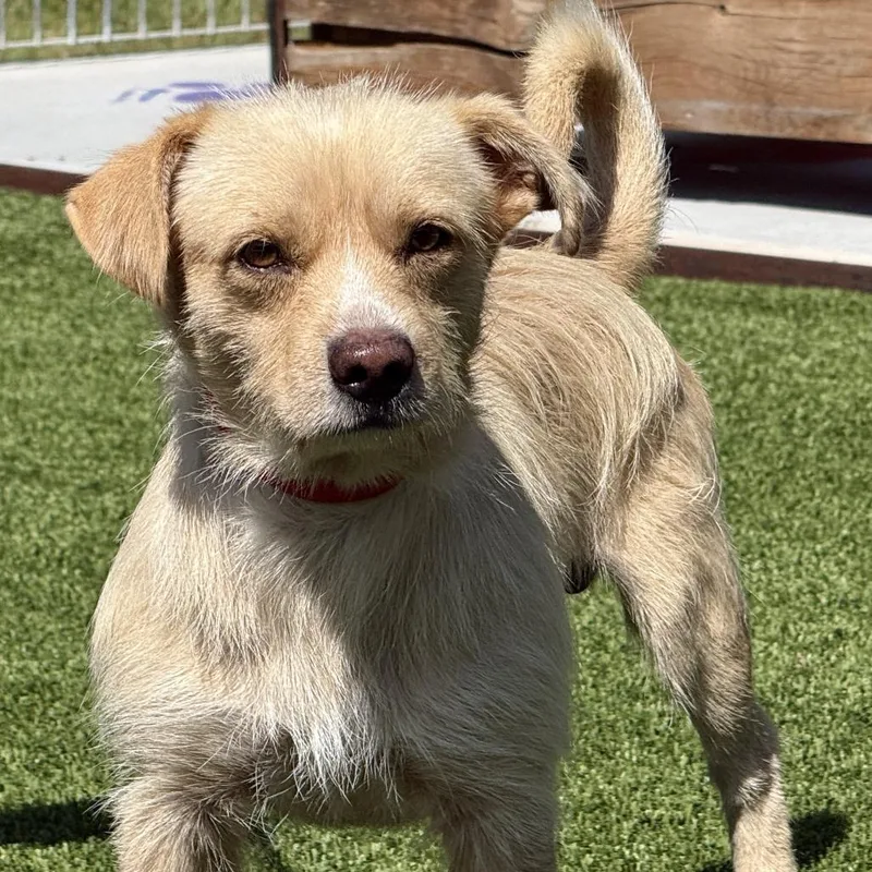 A young small-sized male Terrier dog named Aj for adoption in Hondo, TX