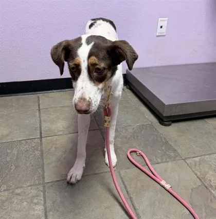 A young medium-sized female Pointer dog named 61771884 for adoption in El Paso, TX