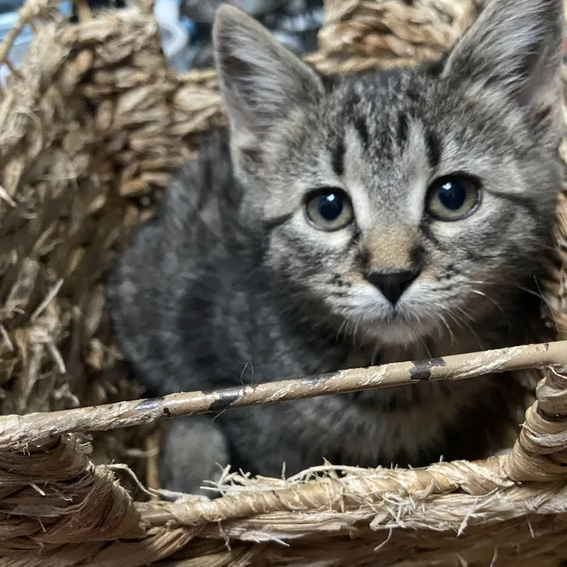 A baby small-sized female Black Domestic Short Hair cat named Clara Coleman for adoption in Morrison, CO