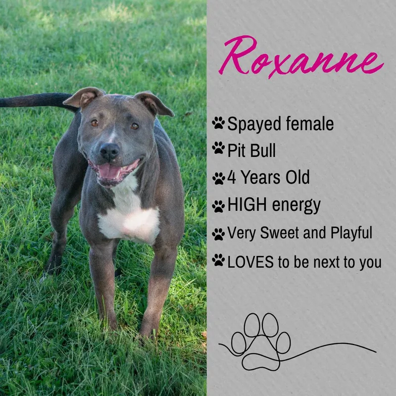 An adult large-sized female Gray / Blue / Silver Pit Bull Terrier dog named Roxanne for adoption in Junction City, KS