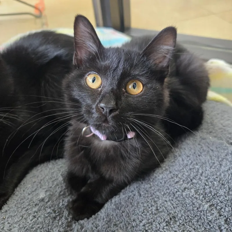 A baby small-sized female Black Domestic Medium Hair cat named Pedi PL for adoption in Union, MO