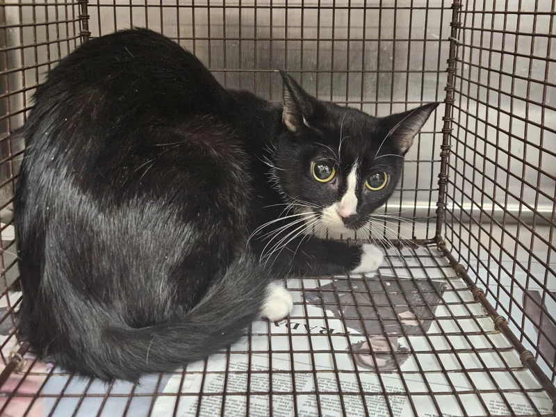 A young large-sized female Domestic Short Hair cat named Applesauce for adoption in Los Angeles, CA