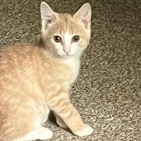 A baby small-sized male Buff / Tan / Fawn Domestic Short Hair cat named Rambo for adoption in South Elgin, IL