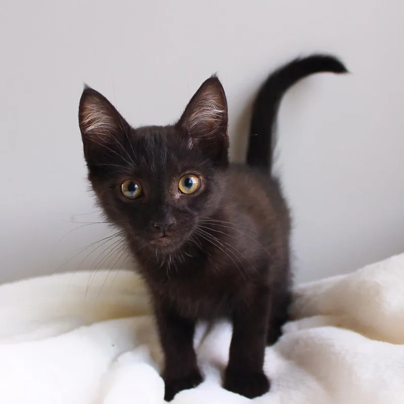 A baby medium-sized male Black Domestic Short Hair cat named Rocco for adoption in Wayne, NJ
