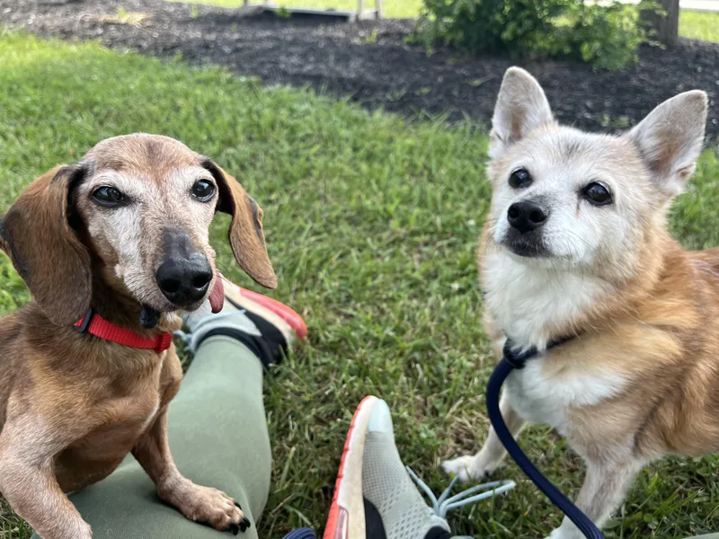 A senior small-sized female Apricot / Beige Chihuahua dog named Giselle for adoption in Monroe, OH