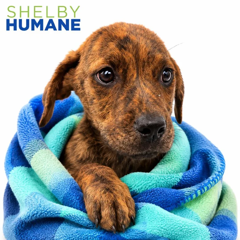 A baby medium-sized female Brown / Chocolate Mixed Breed dog named Monica for adoption in Columbiana, AL