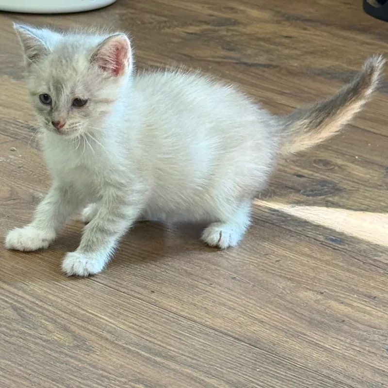 A baby small-sized female White Domestic Short Hair cat named Dhark Fyre for adoption in Fredericksburg, VA