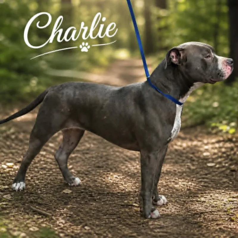 Charlie Girl thumbnail 2