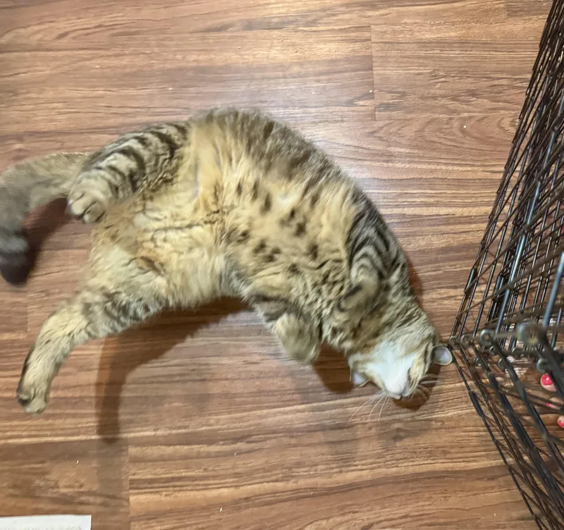 An adult extra large-sized male Domestic Short Hair cat named Bruno for adoption in Brick, NJ