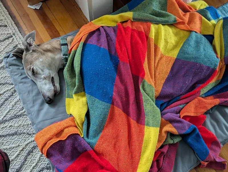 An adult large-sized male Yellow / Tan / Blond / Fawn Greyhound dog named Krewe for adoption in Ware, MA