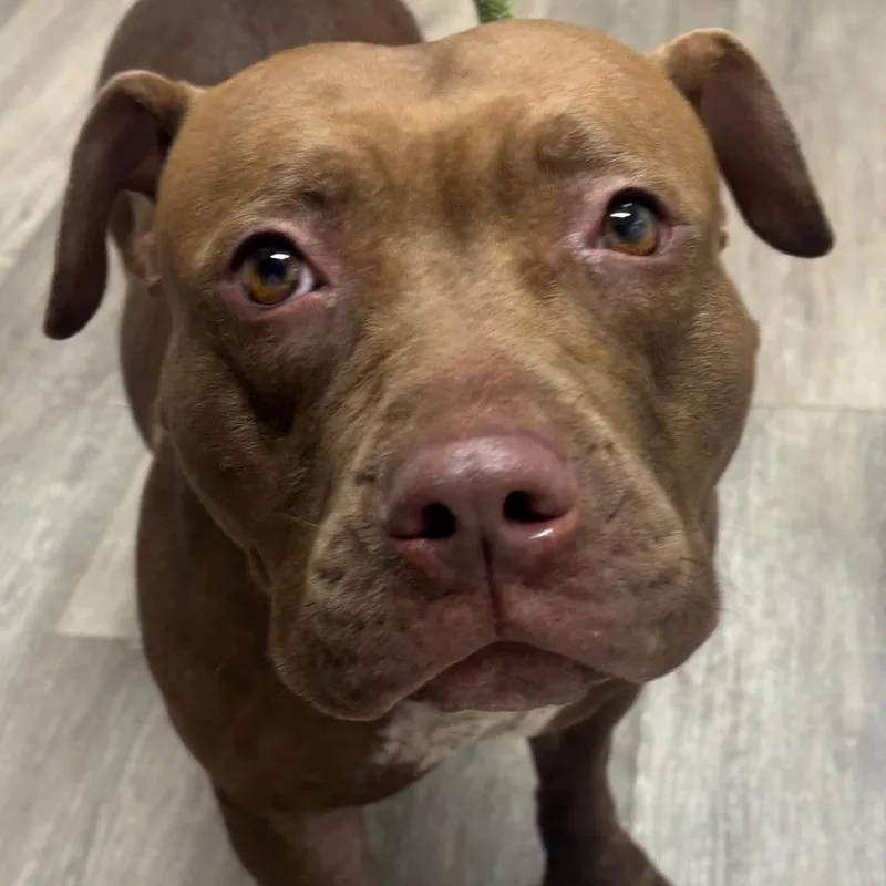 An adult small-sized female Mixed Breed dog named Ramona for adoption in Newark, NJ