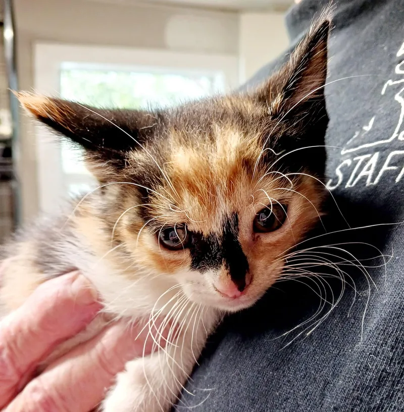 A baby medium-sized female Calico Domestic Short Hair cat named Lila for adoption in Bulverde, TX