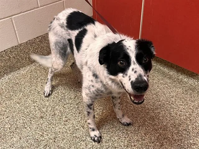 An adult medium-sized male Australian Cattle Dog / Blue Heeler dog named Nudgez for adoption in Colorado Springs, CO