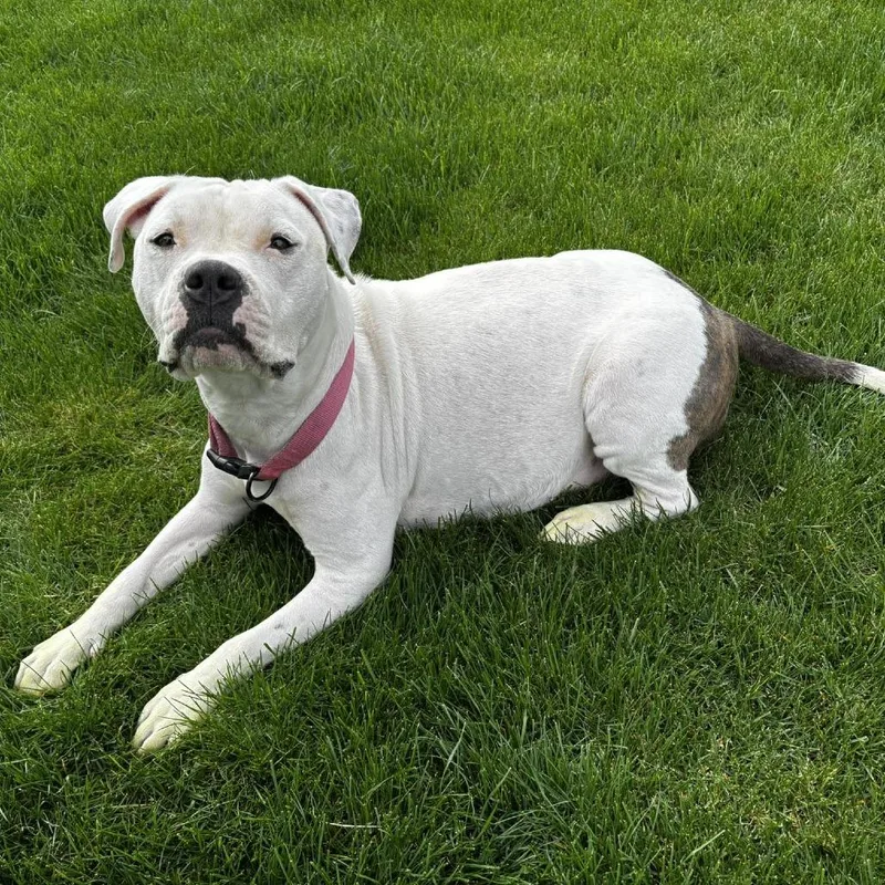 An adult medium-sized female White / Cream English Bulldog dog named Mama Maven Biscuits for adoption in West Richland, WA