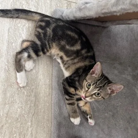 A baby medium-sized female Brown / Chocolate Domestic Short Hair cat named Misha for adoption in Lake Monroe, FL