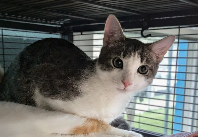 A baby medium-sized male Domestic Short Hair cat named Luni for adoption in Trenton, NJ