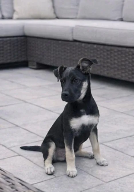 A baby medium-sized female Shepherd dog named Charlotte for adoption in North Prairie, WI