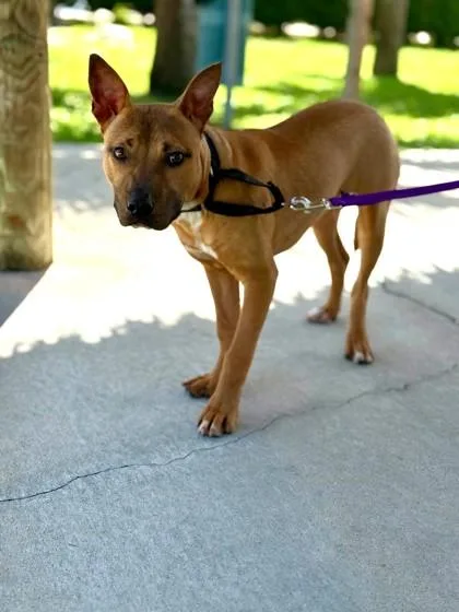 A young medium-sized male Pit Bull Terrier dog named Justice for adoption in Daytona Beach, FL