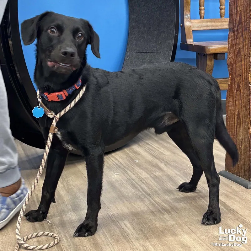 Midnight thumbnail 2