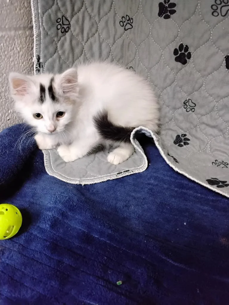 A baby medium-sized male Domestic Medium Hair cat named Taeyang for adoption in Ada, OK