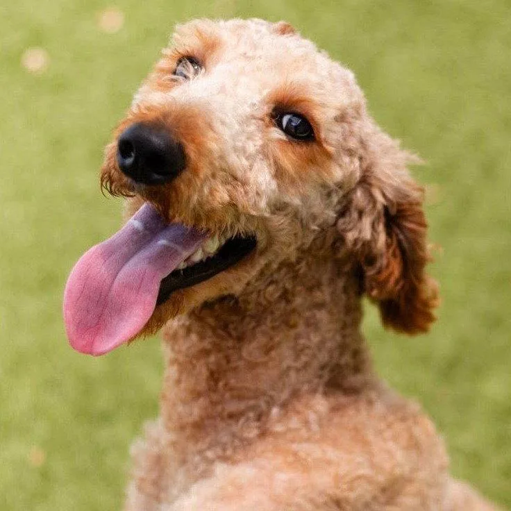 An adult medium-sized male Poodle dog named Mozzie for adoption in Bloomfield, CT