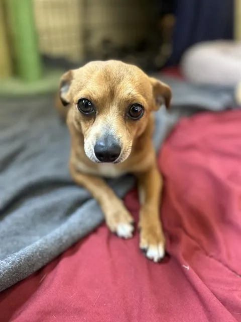 An adult small-sized male Chihuahua dog named Guillermo for adoption in Chula Vista, CA