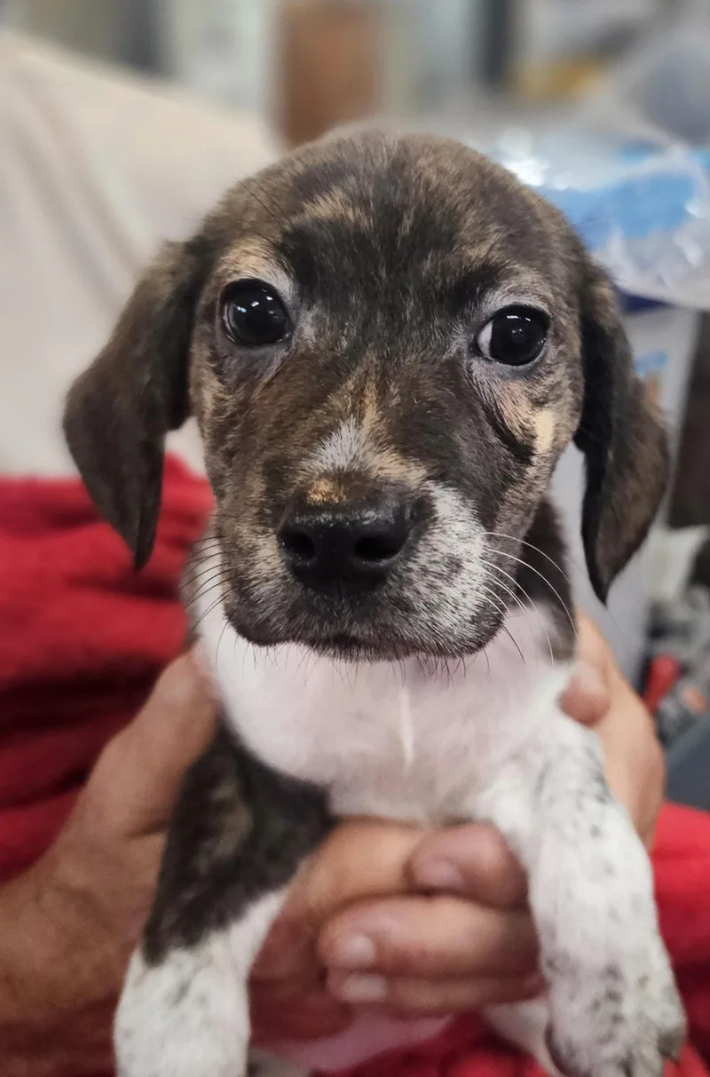 A baby small-sized female Bicolor Beagle dog named Riley for adoption in Leesburg, AL