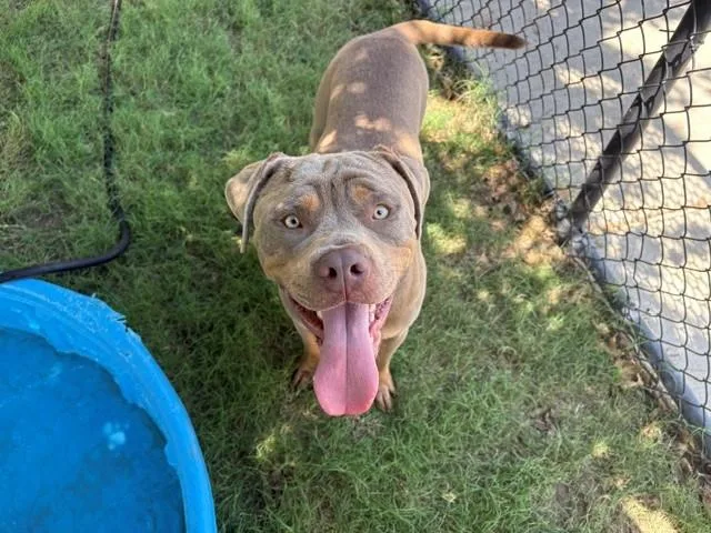 A young medium-sized male Pit Bull Terrier dog named Ghost for adoption in Tulsa, OK