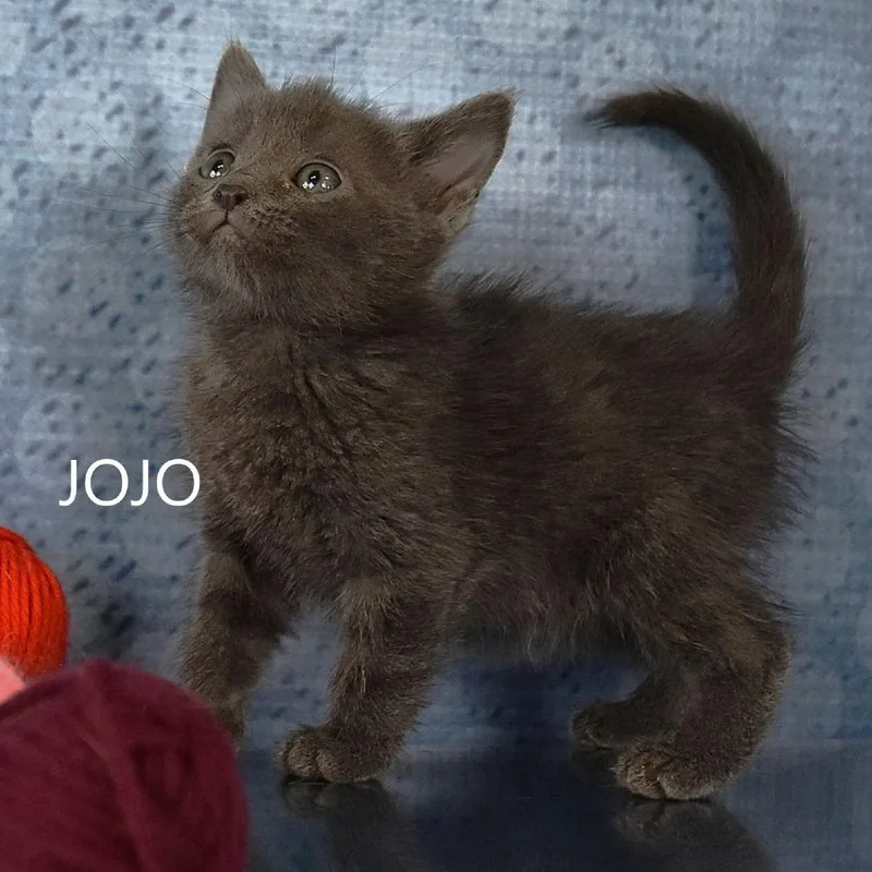 Poutine thumbnail 2