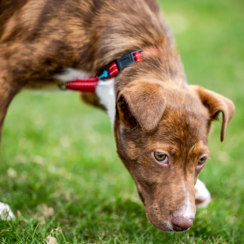A baby medium-sized male Brindle Portuguese Podengo dog named Maui for adoption in HANSON, MA