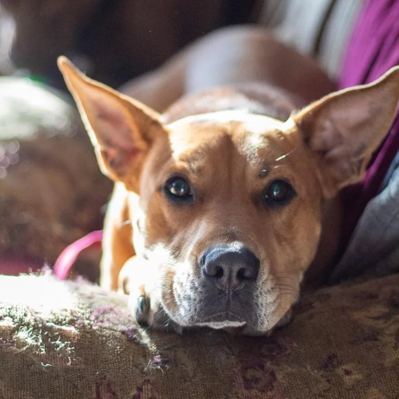 Bobby Redford thumbnail 3