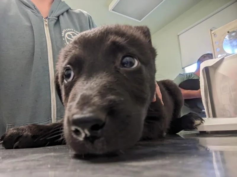 A baby small-sized female German Shepherd Dog dog named Dame Edna for adoption in Santa Cruz, CA