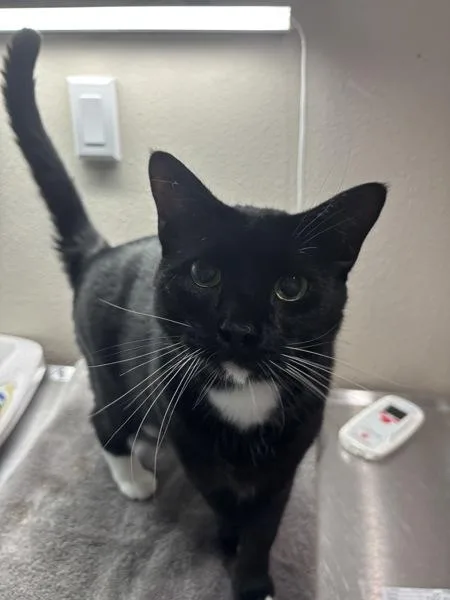 A young small-sized male Domestic Short Hair cat named Choco Pie for adoption in Sherwood, OR
