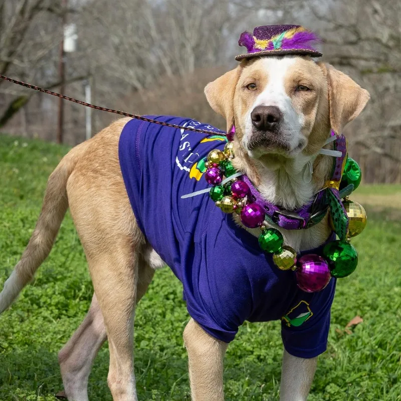 An adult medium-sized male Yellow / Tan / Blond / Fawn Labrador Retriever dog named Louie for adoption in Natchez, MS