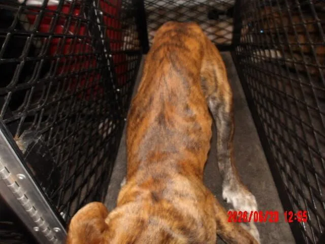 A young small-sized male Brindle Mixed Breed dog named Smokey for adoption in Hobbs, NM