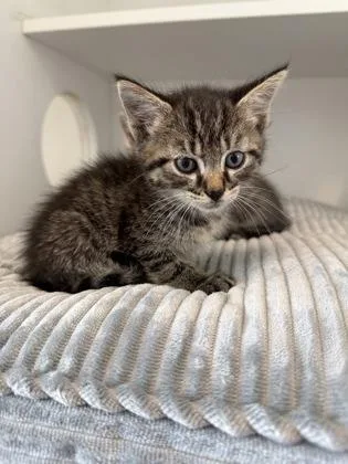 A baby small-sized male Domestic Short Hair cat named Caramel for adoption in Manteo, NC