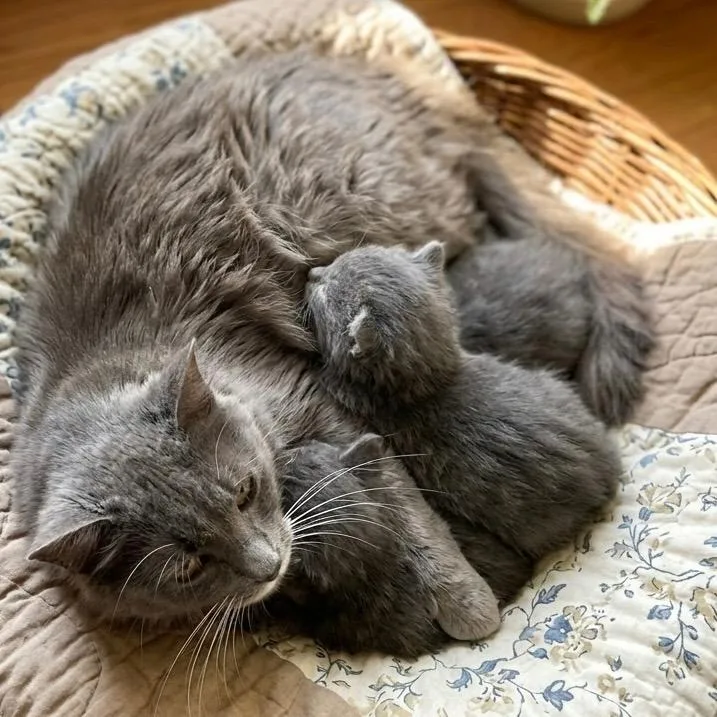 A young medium-sized female Domestic Short Hair cat named Lady for adoption in Pittsfield, IL